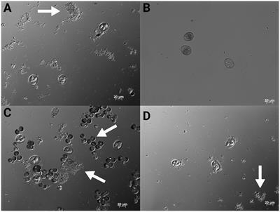 In vitro and in vivo evaluation of chlorhexidine salts as potential alternatives to potassium dichromate for Eimeria maxima M6 oocyst preservation